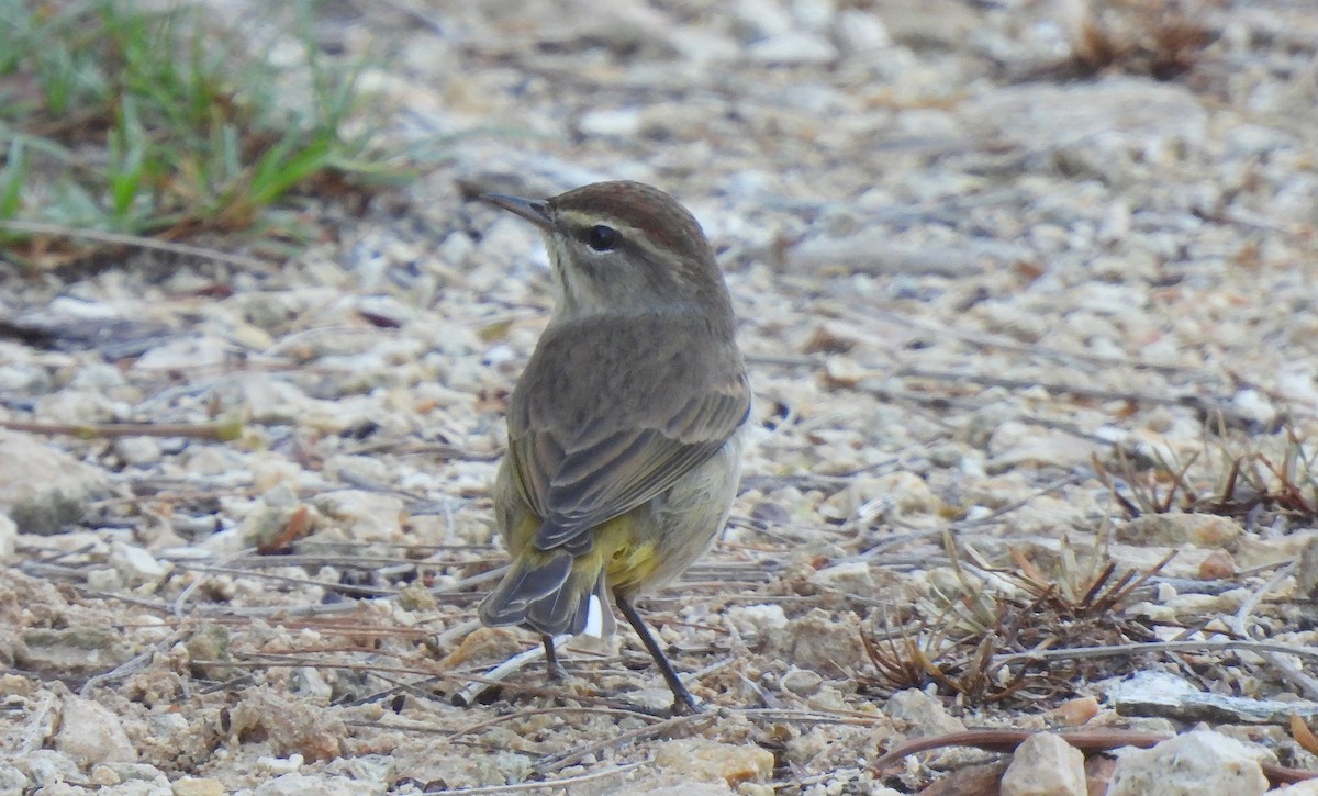 Palm Warbler - ML612050585