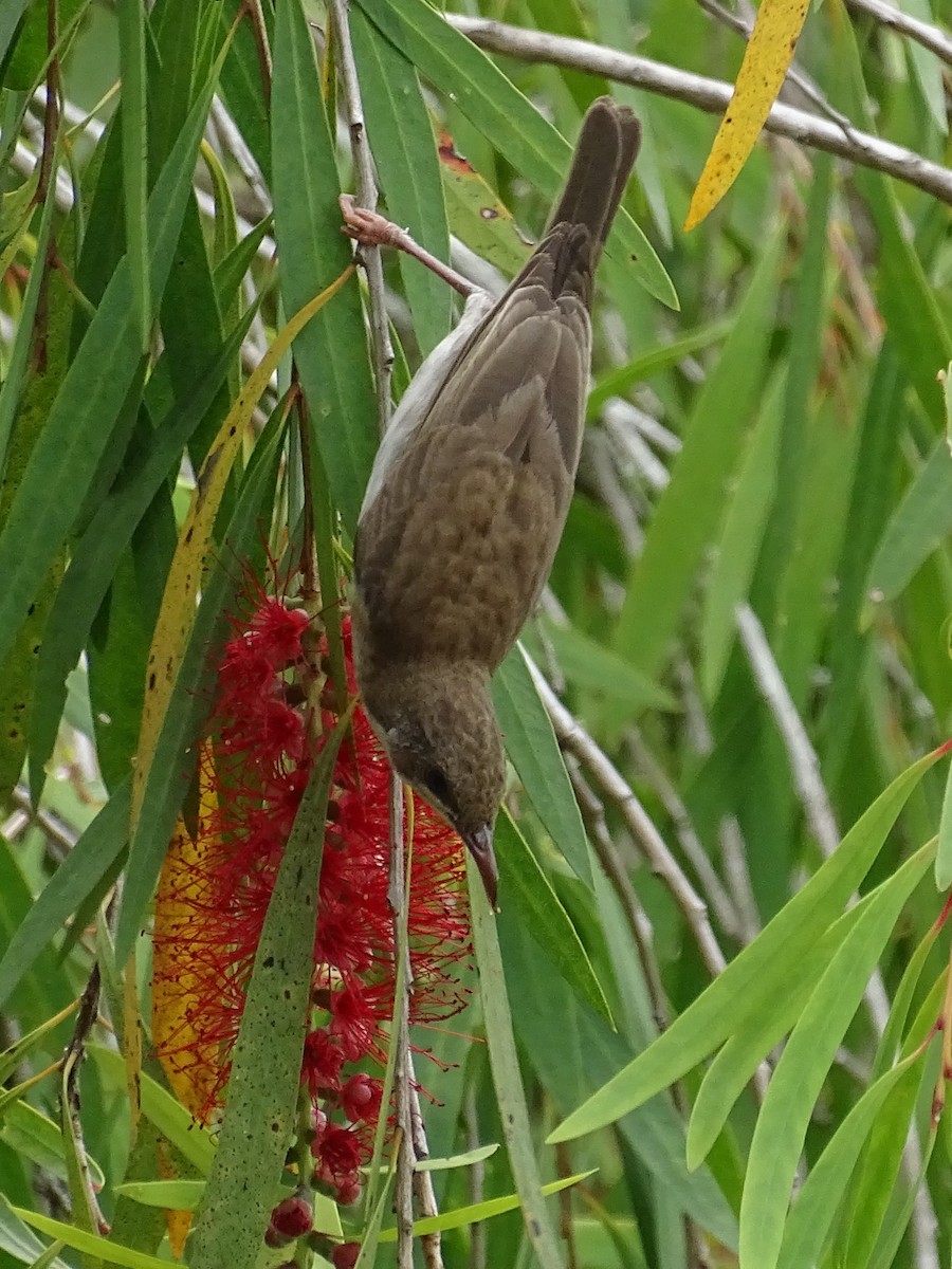 Brown-backed Honeyeater - ML612050602