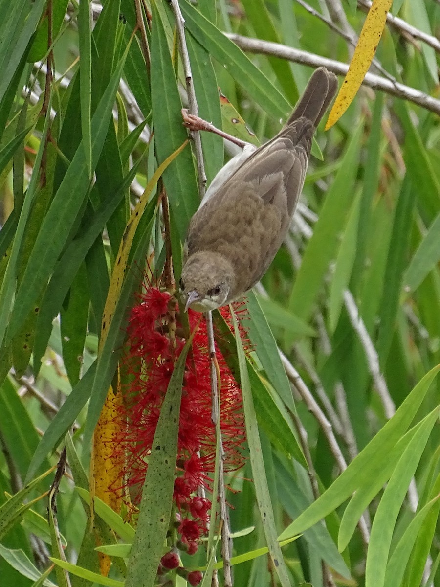 Brown-backed Honeyeater - ML612050604