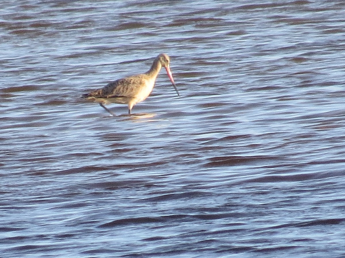 Marbled Godwit - ML612050669