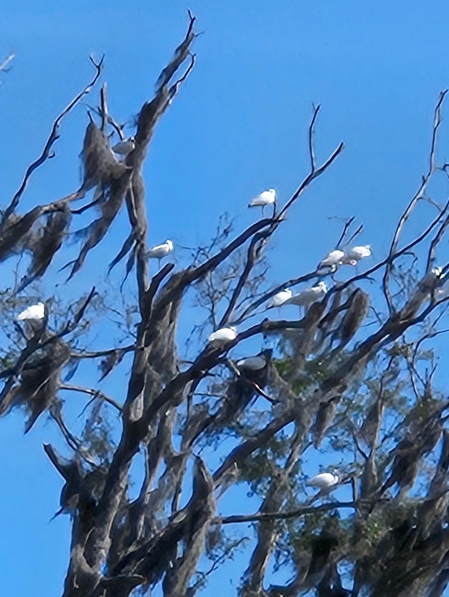 White Ibis - Marjory Pitcher