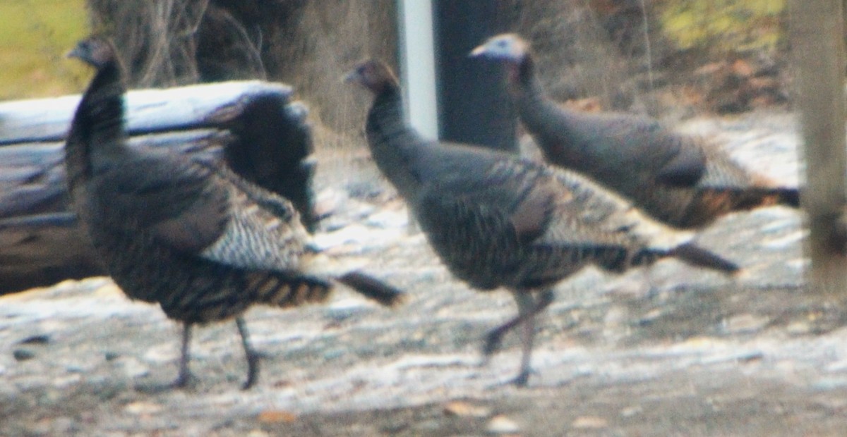 Wild Turkey - ML612050686