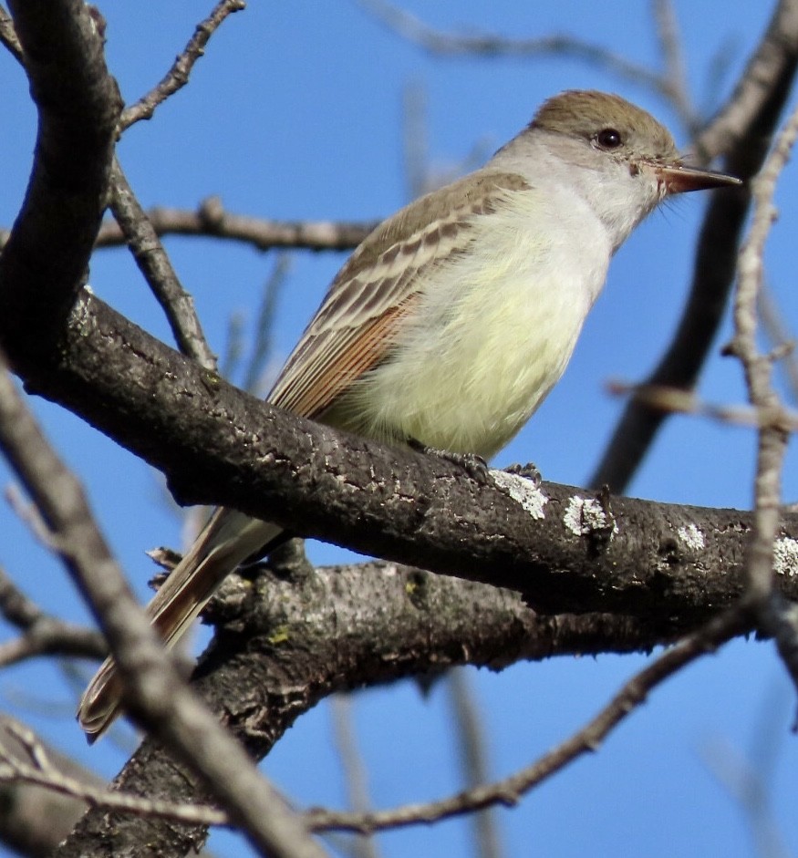 Ash-throated Flycatcher - Alice Deutsch