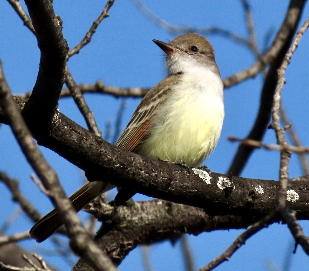 Ash-throated Flycatcher - Alice Deutsch