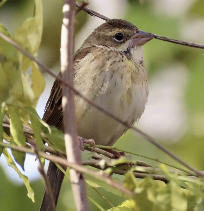 Dickcissel - ML612050714