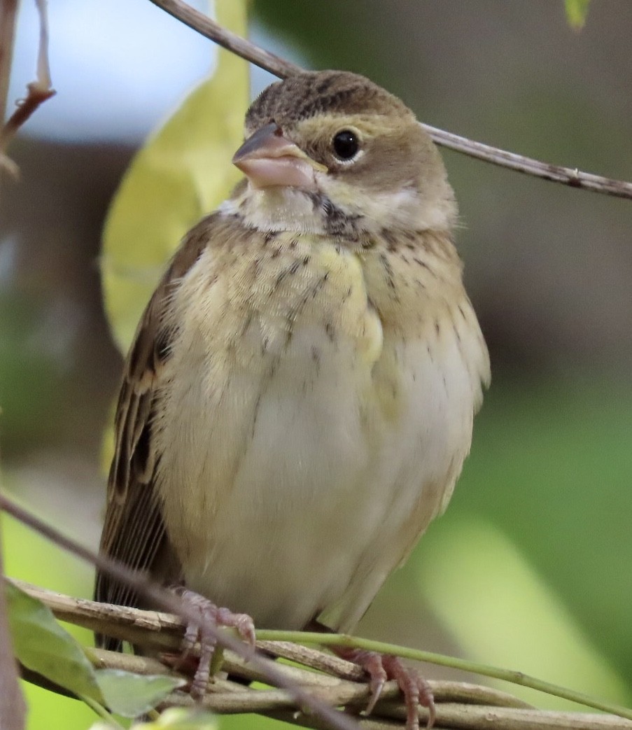 Dickcissel - ML612050715