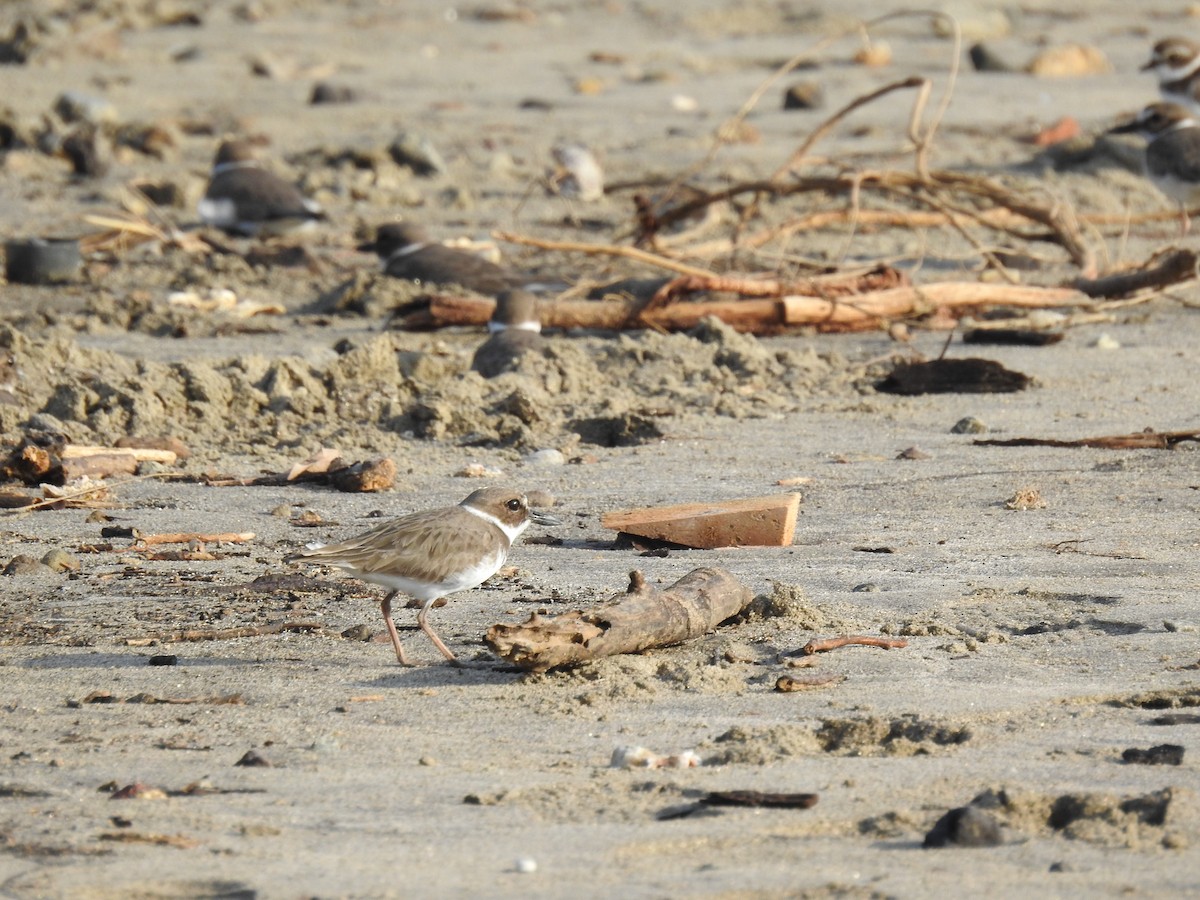 Wilson's Plover - ML612050716