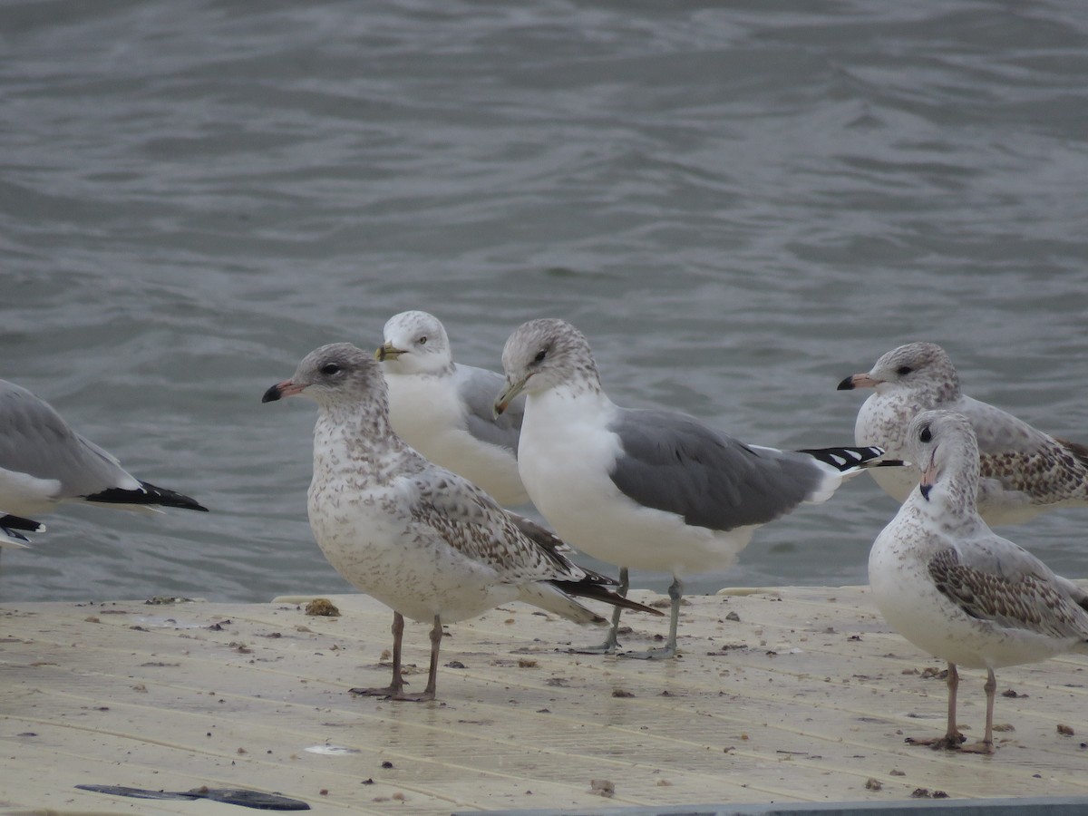 California Gull - ML612050726
