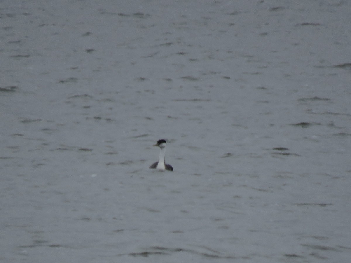 Western Grebe - ML612050734