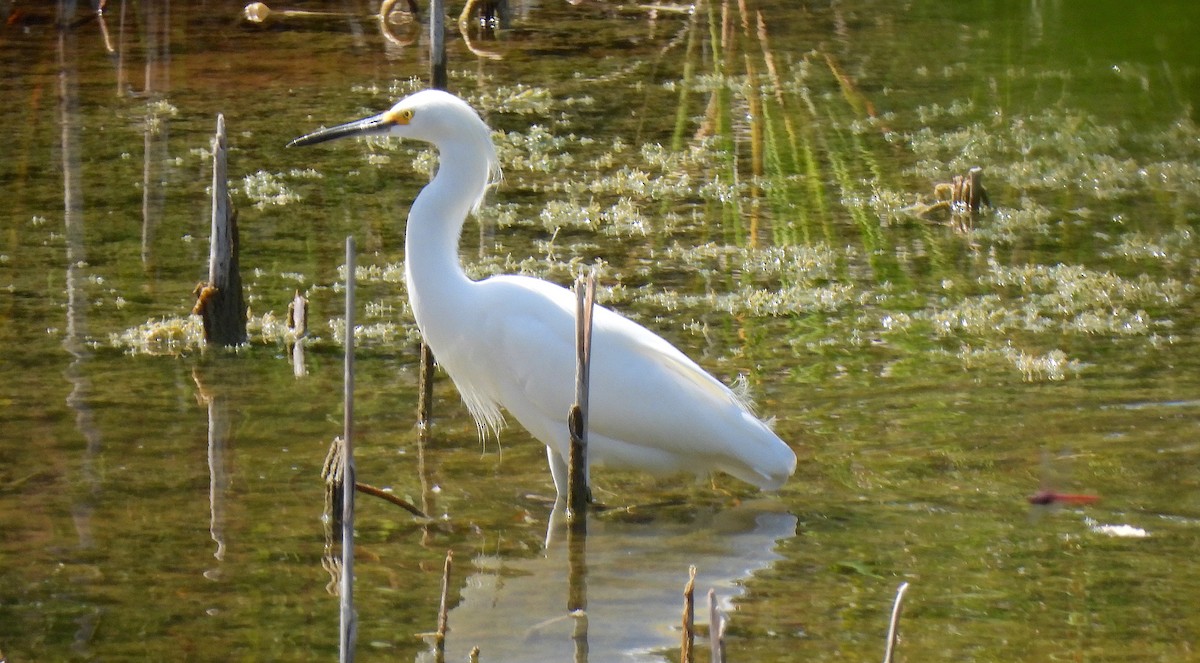 Snowy Egret - ML612050847