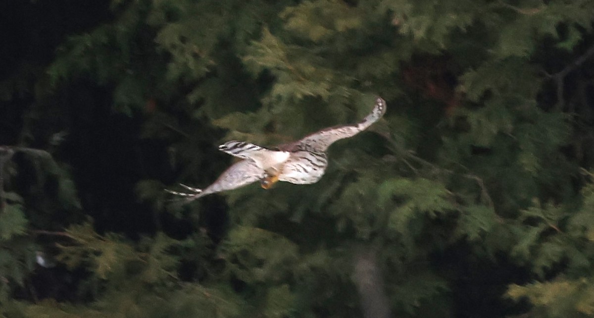 Cooper's Hawk - Marie Provost