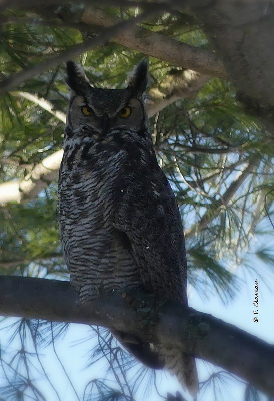 Great Horned Owl - Francine Claveau