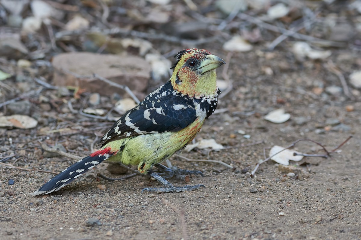 Crested Barbet - ML612050959