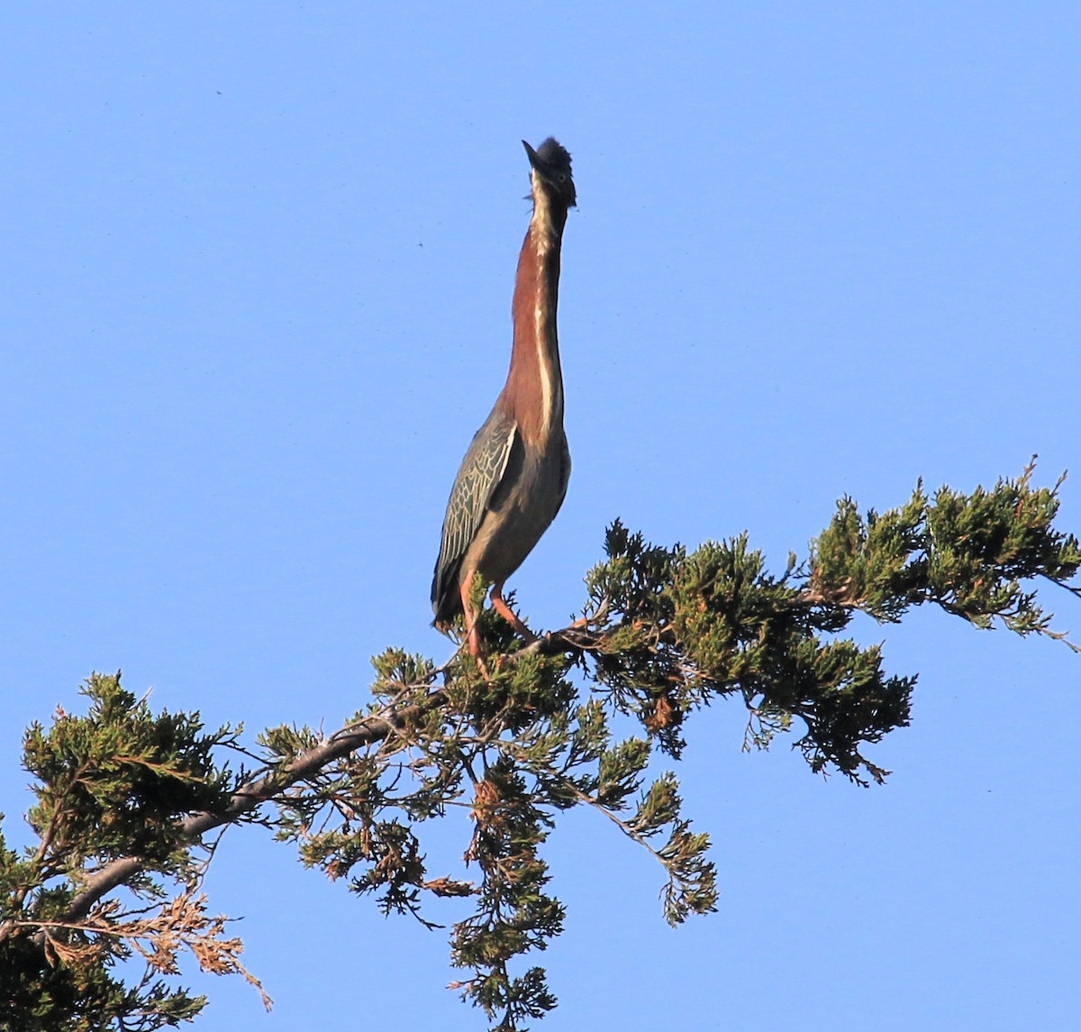 Green Heron - ML612051014