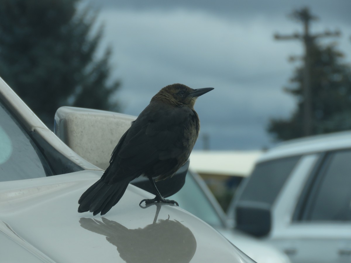 Great-tailed Grackle - ML612051064