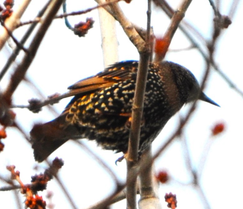 European Starling - ML612051070