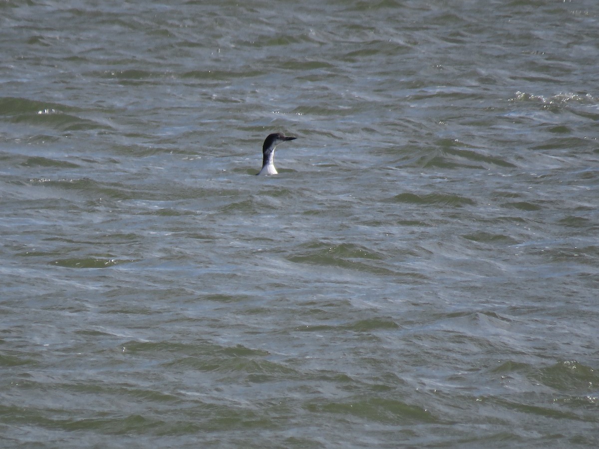 Common Loon - ML612051092