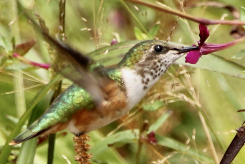 Bumblebee Hummingbird - ML612051096