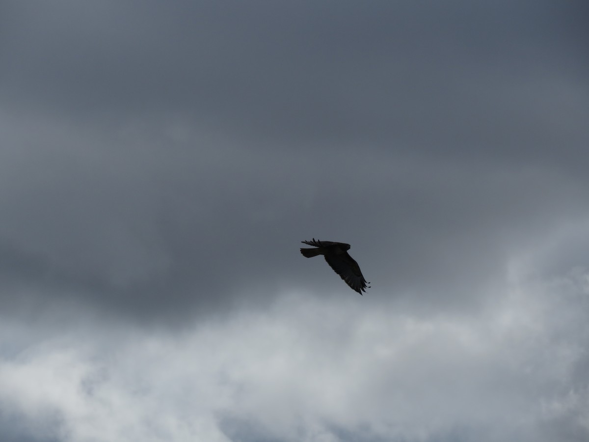 Red-tailed Hawk - ML612051117