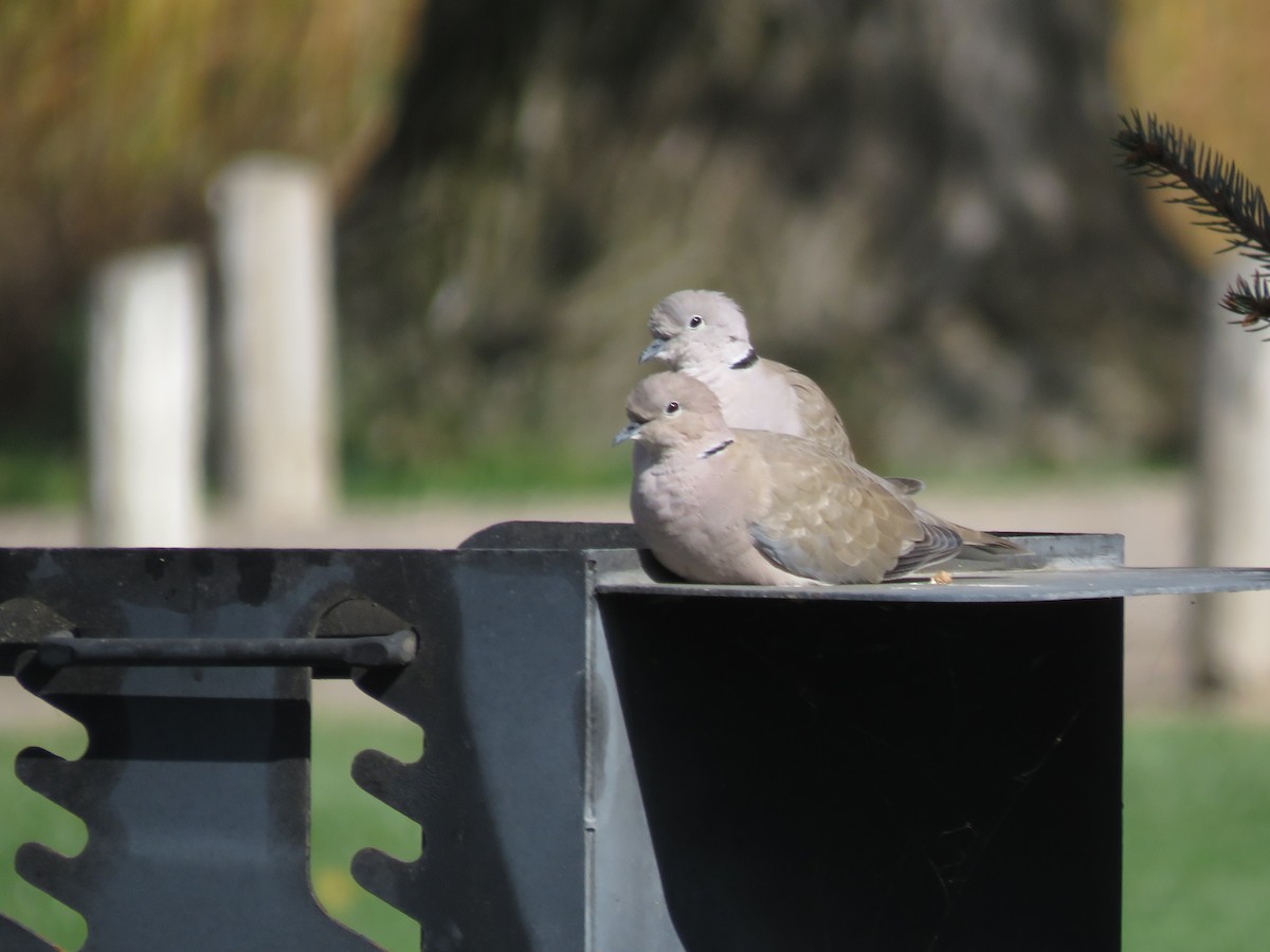 Eurasian Collared-Dove - ML612051125