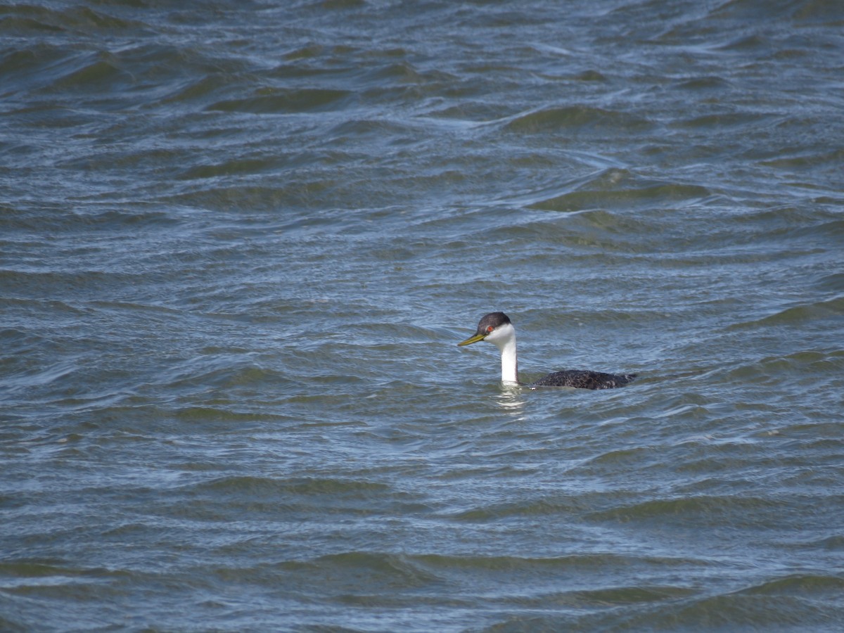 Western Grebe - Curtis Mahon