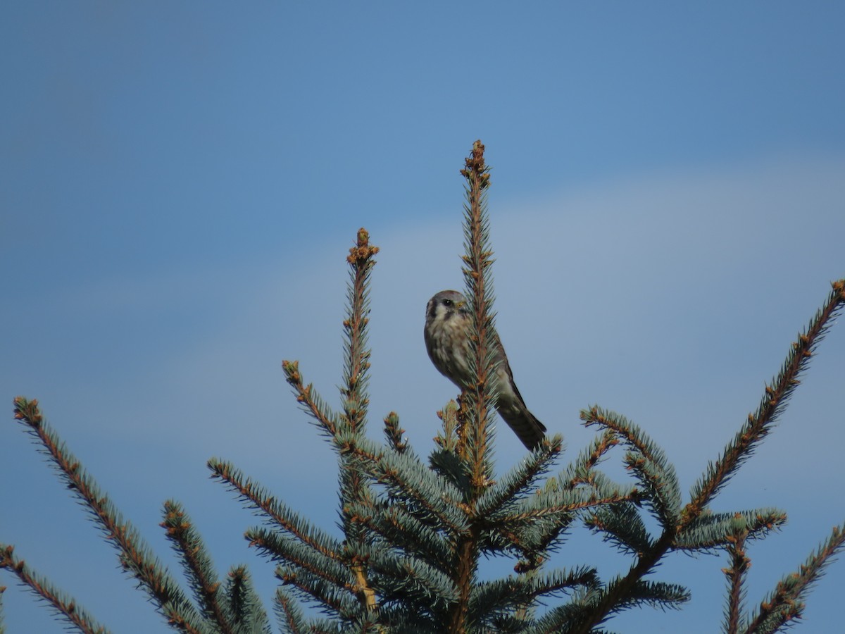 American Kestrel - ML612051140