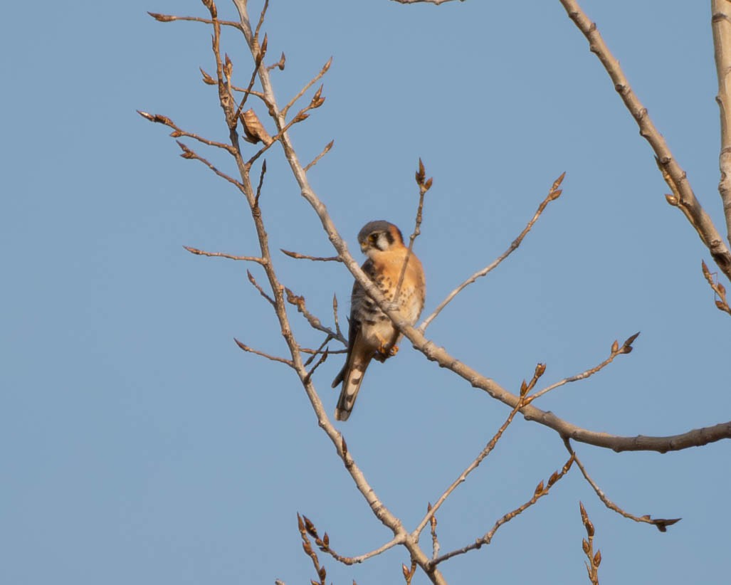 American Kestrel - ML612051159