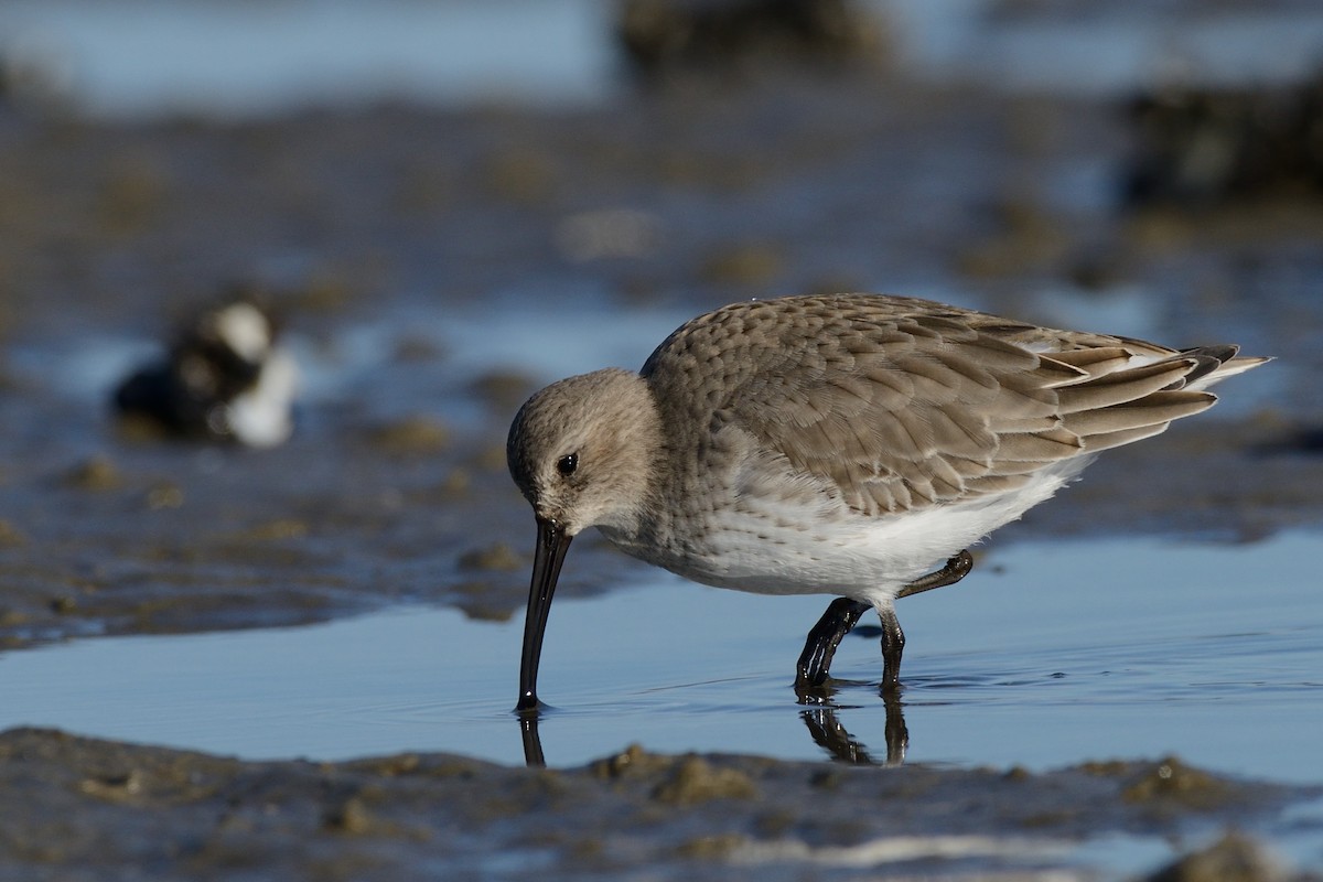 Dunlin - Megan Gray