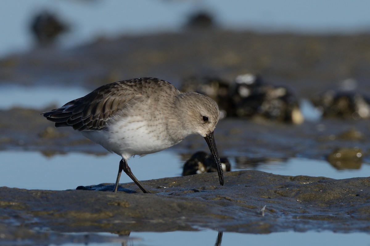 Dunlin - Megan Gray