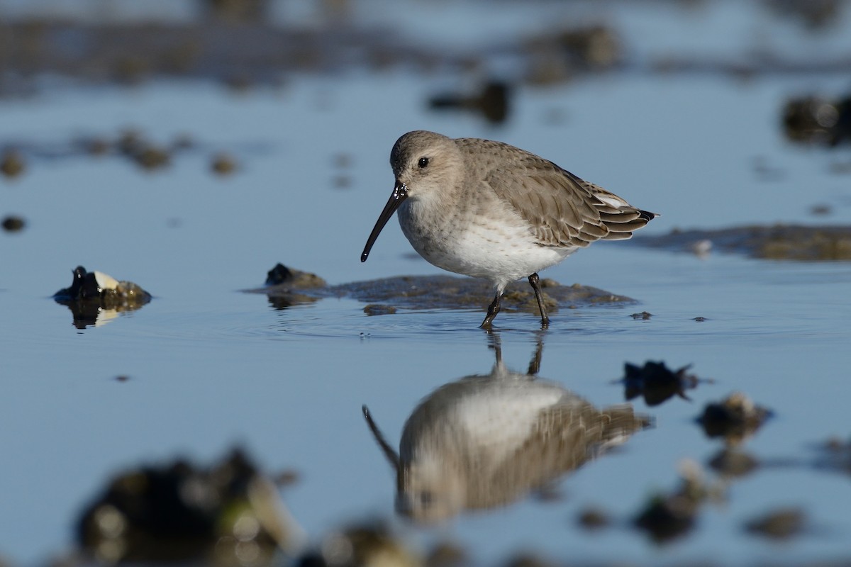 Dunlin - ML612051174