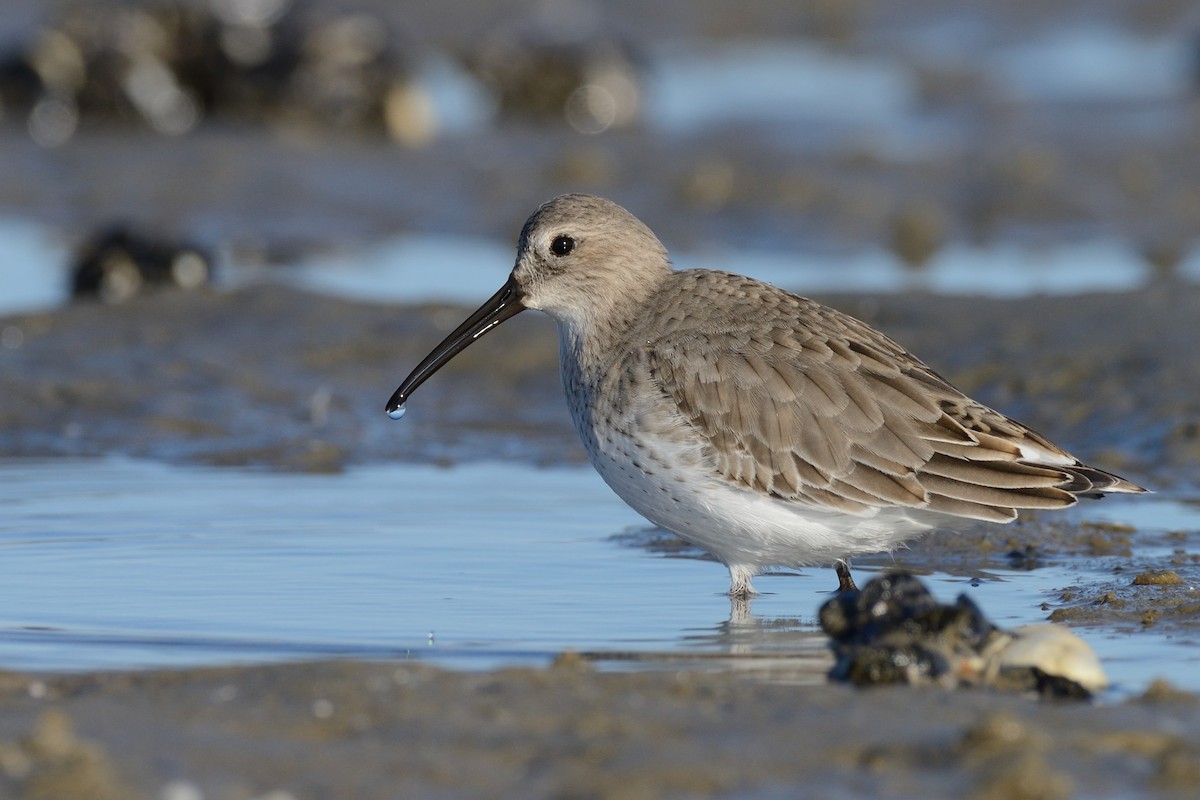 Dunlin - ML612051185