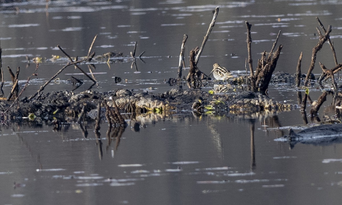 Wilson's Snipe - ML612051195