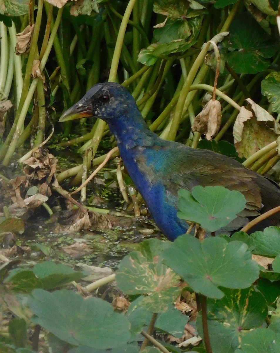 Purple Gallinule - ML612051210