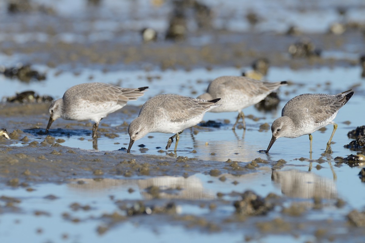 Red Knot - Megan Gray