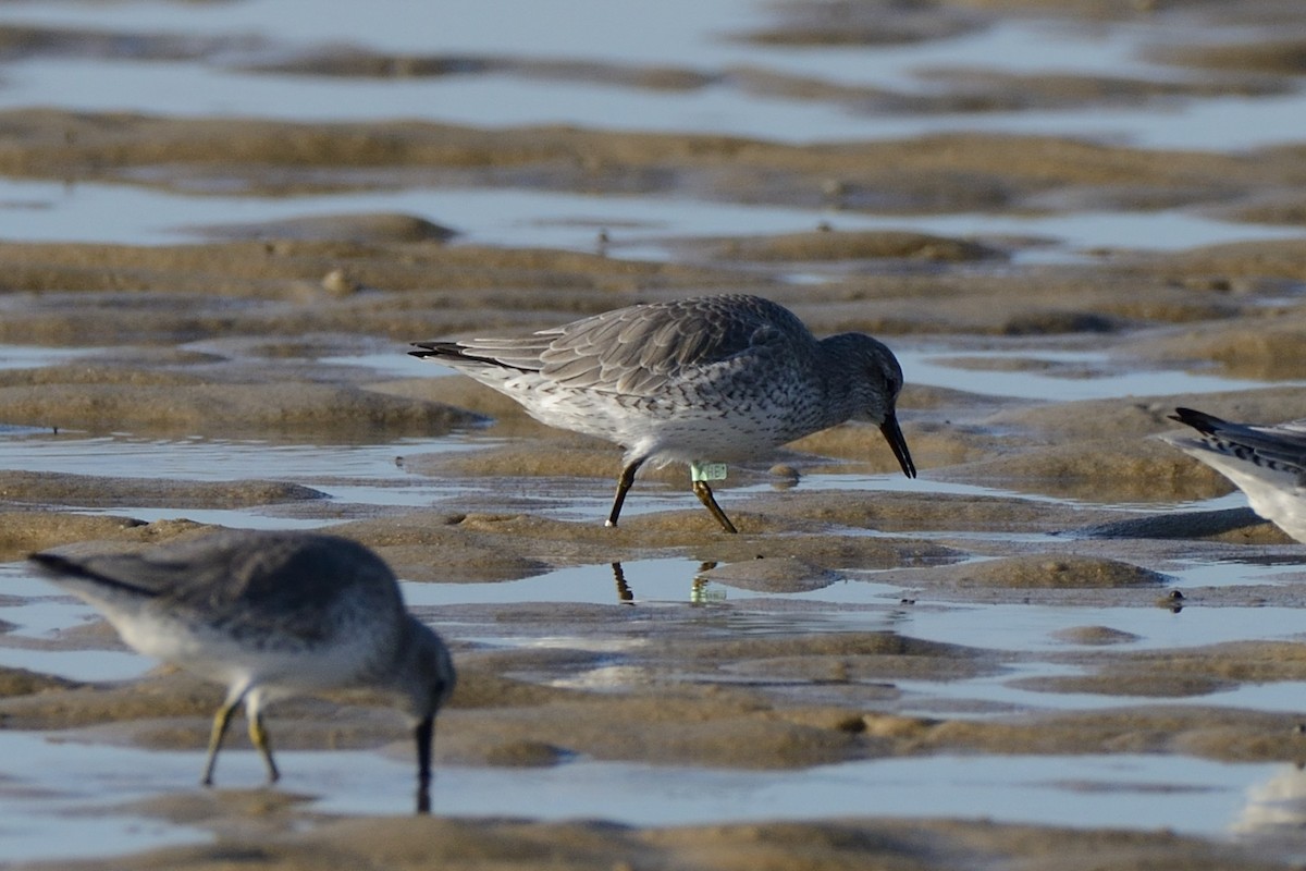 Red Knot - Megan Gray