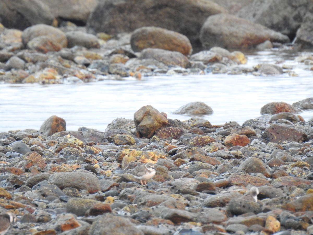 Wilson's Plover - ML612051352