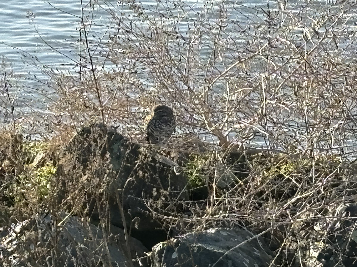 Burrowing Owl - ML612051362