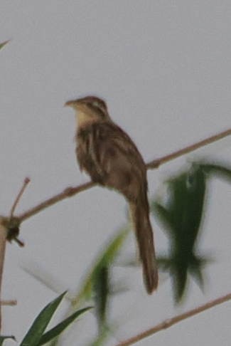 Striped Cuckoo - ML612051394