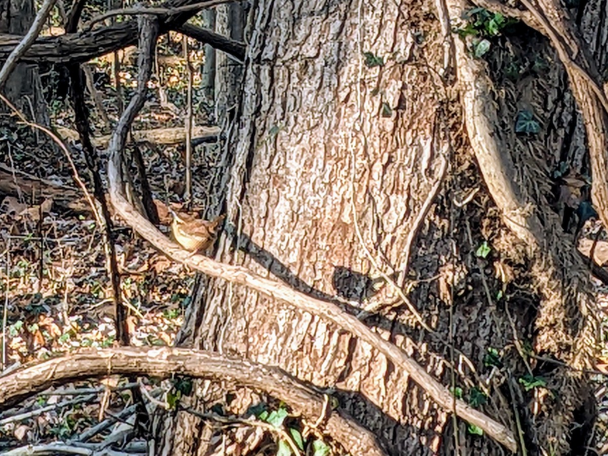 Carolina Wren - ML612051428