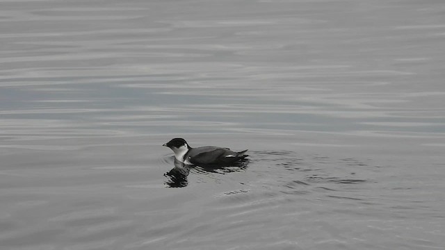 Guillemot à cou blanc - ML612051484