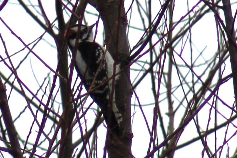 Downy Woodpecker (Eastern) - ML612051540
