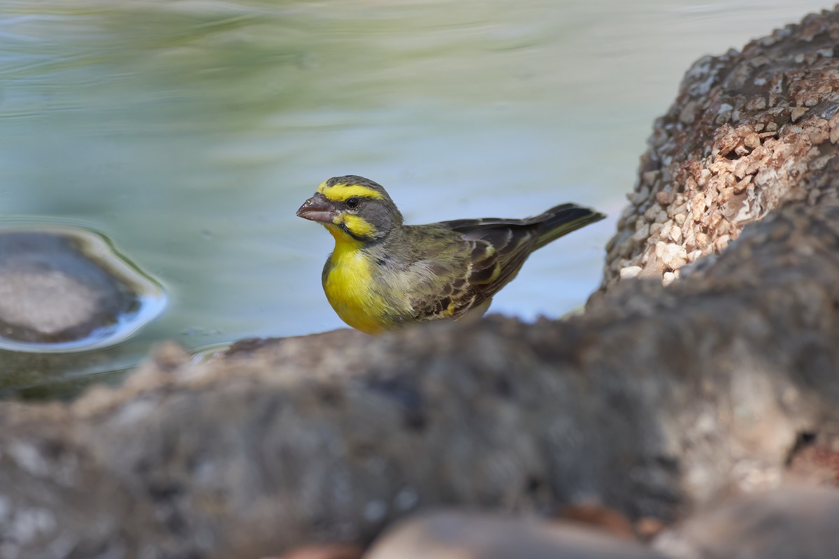Yellow-fronted Canary - ML612051600