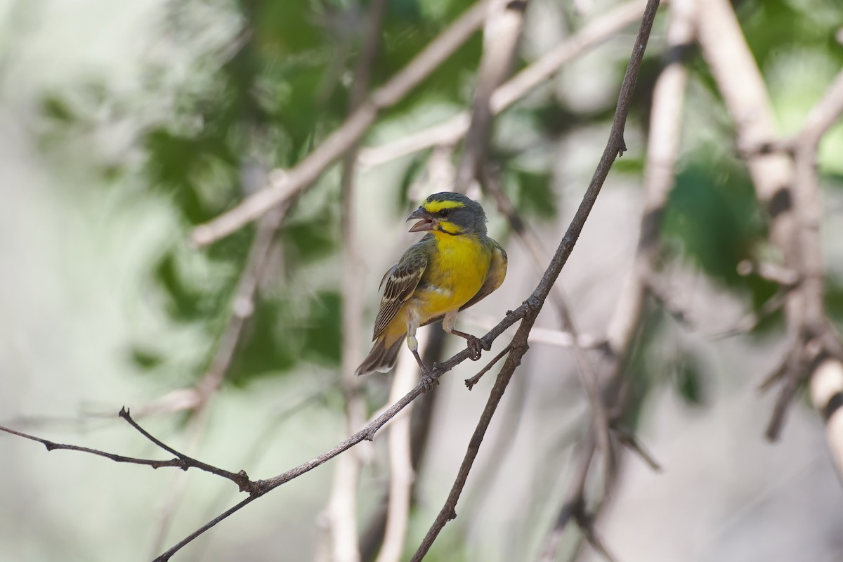 Yellow-fronted Canary - ML612051601