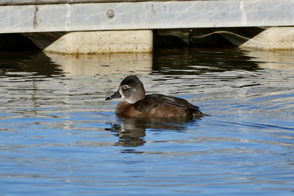 Ring-necked Duck - ML612051622