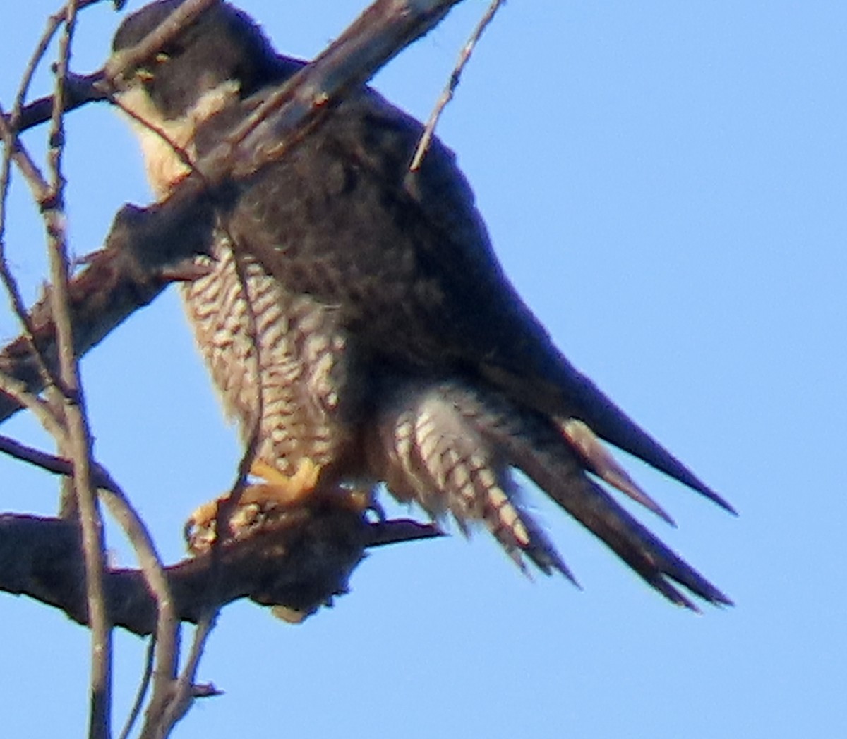 Peregrine Falcon - ML612051624