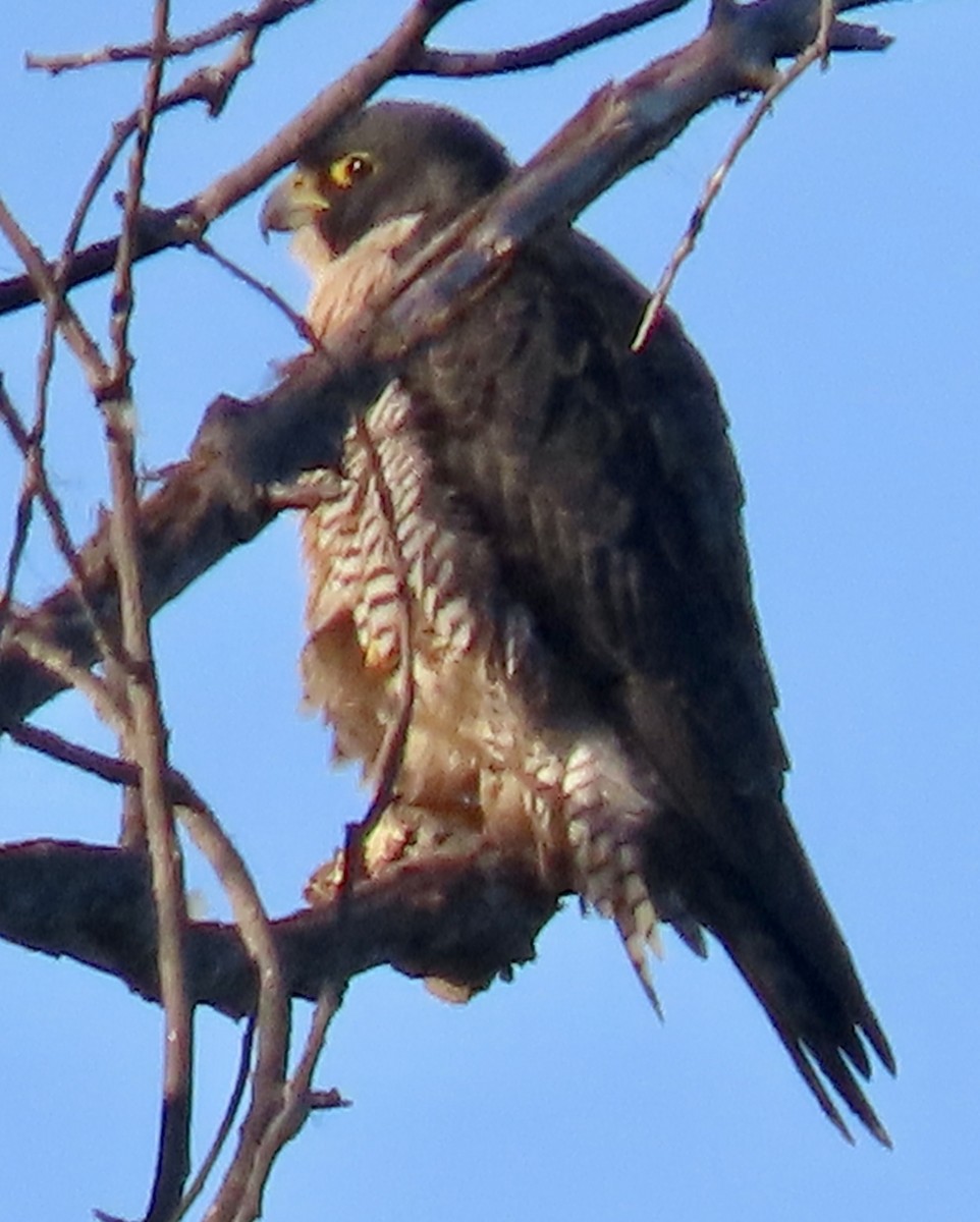 Peregrine Falcon - ML612051625