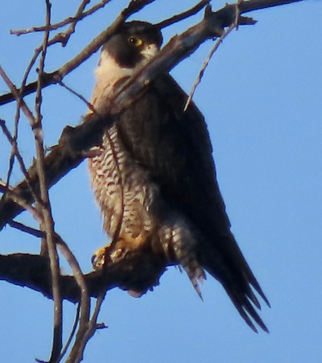 Peregrine Falcon - ML612051626