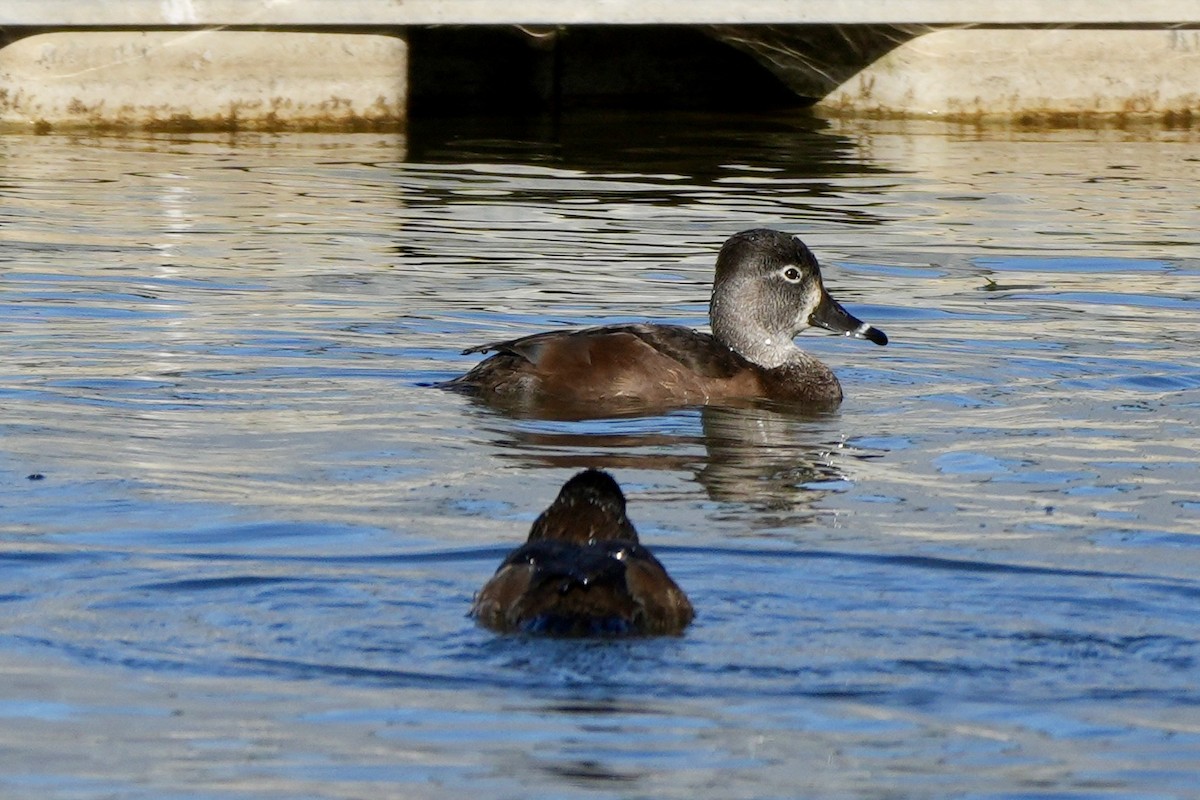 Ring-necked Duck - ML612051628