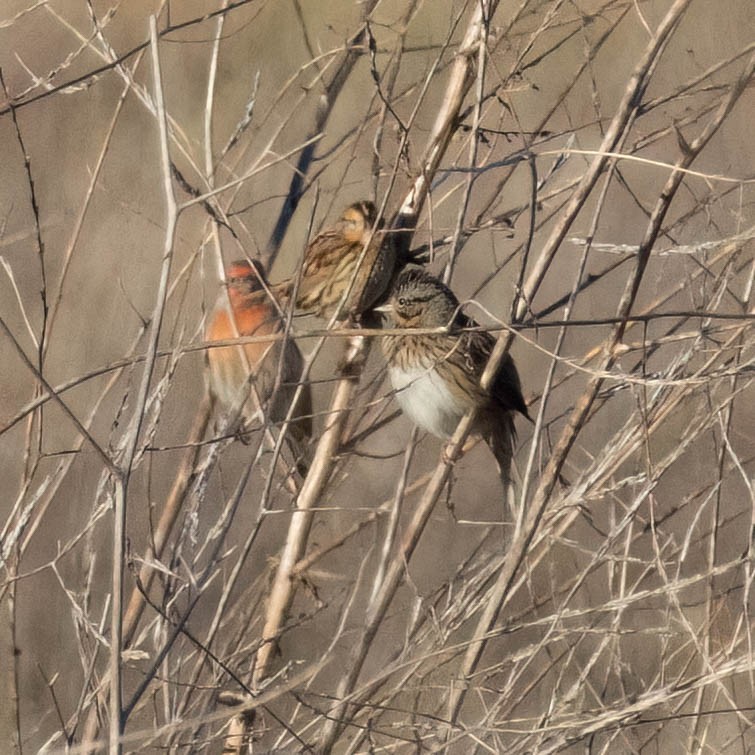 Lincoln's Sparrow - ML612051714