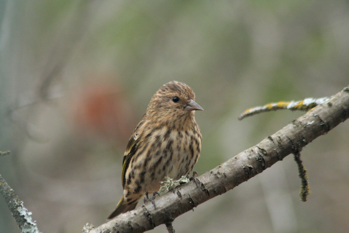 Pine Siskin - ML612051739